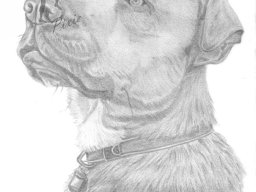 Artwork &raquo; Pet Portraits (Black and White - Graphite)